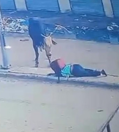 Ambala bull attack